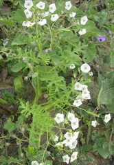 Solanum multifidum