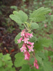 Ribes malvaceum