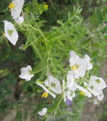 Solanum multifidum