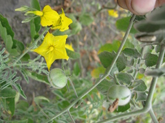 Solanum peruvianum