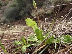 Primula clevelandii