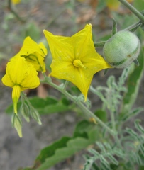 Solanum peruvianum