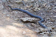 Thamnophis couchii