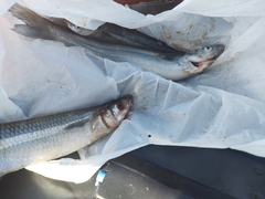 Odontesthes bonariensis