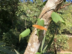 Dryas iulia moderata