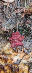 Drosera montana