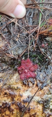 Drosera montana
