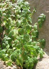 Parietaria debilis