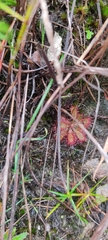 Drosera montana