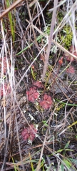 Drosera montana