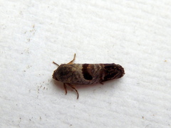 Eupselia beatella