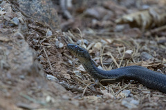 Thamnophis couchii