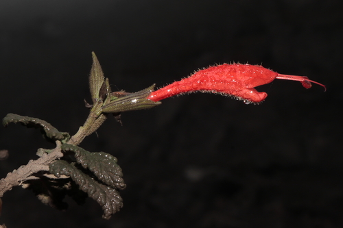 Image of Salvia tubiflora by (c) Paúl Gonzáles, some rights reserved (CC BY)