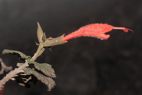 Image of Salvia tubiflora by (c) Paúl Gonzáles, some rights reserved (CC BY)