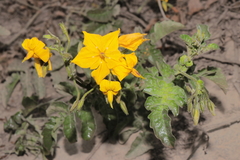 Solanum peruvianum