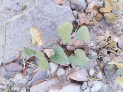 Aristolochia wrightii
