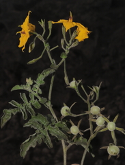 Solanum peruvianum