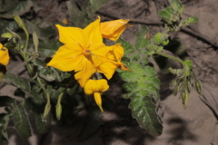 Solanum peruvianum