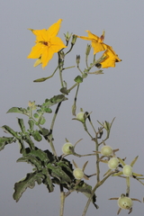 Solanum peruvianum