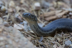 Thamnophis couchii