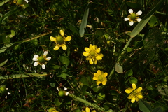 Halerpestes uniflora
