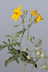 Solanum peruvianum