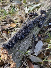 Exidia