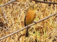 Empidonax fulvifrons