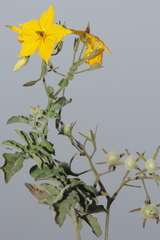 Solanum peruvianum