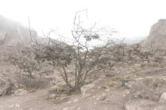 Vachellia macracantha