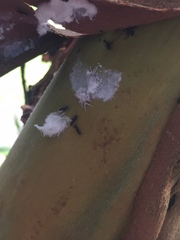 Phellopsylla formicosa