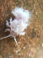 Phellopsylla formicosa