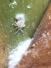 Phellopsylla formicosa