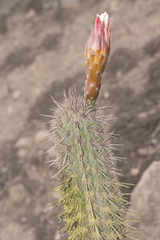 Haageocereus acranthus