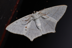 Sericoptera