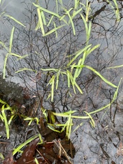 Sparganium americanum