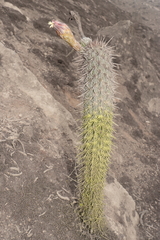 Haageocereus acranthus