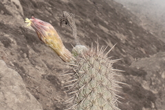 Haageocereus acranthus