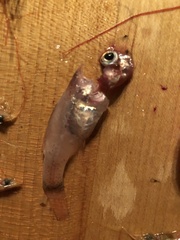 Apogon maculatus