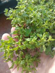 Centipeda cunninghamii