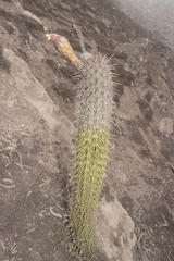 Haageocereus acranthus