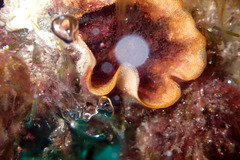 Schizoporella errata