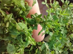 Centipeda cunninghamii