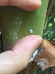 Phellopsylla formicosa