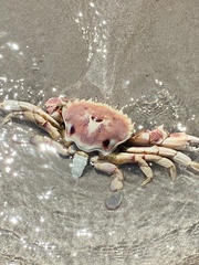 Ovalipes trimaculatus