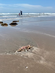 Ovalipes trimaculatus