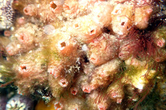 Stolonica australis