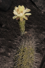 Haageocereus acranthus