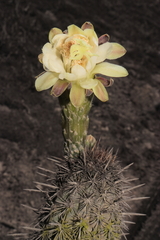 Haageocereus acranthus