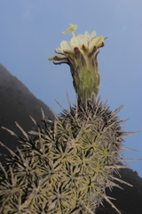 Haageocereus acranthus